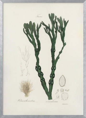 Bladder Wrack (fucus Vesiculosus)  Medical Botany | Poster - Silver Frame Interior