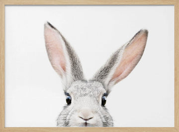 Peeking Bunny | Poster - Wood Frame Interior