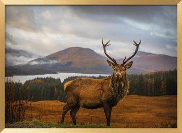 Majestic Highland Stag | Poster - Gold Frame Interior