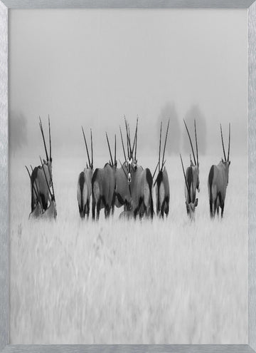 Oryx in the Mist | Poster - Silver Frame Interior