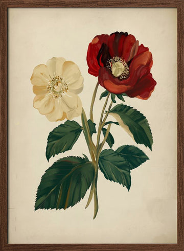 Elegant Red Yellow Flowers | Poster - Walnut Frame Interior