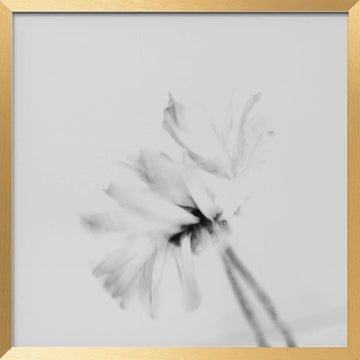 Ethereal White Flower | Poster - Gold Frame Interior