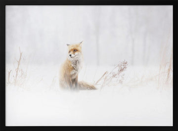 Red Fox In Winter Snow | Poster - Black Metal Frame Interior
