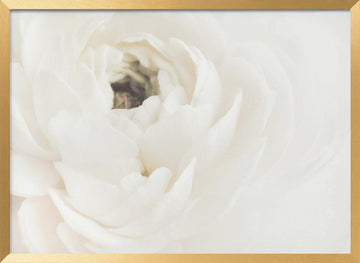 Soft White Bloom | Poster - Gold Frame Interior