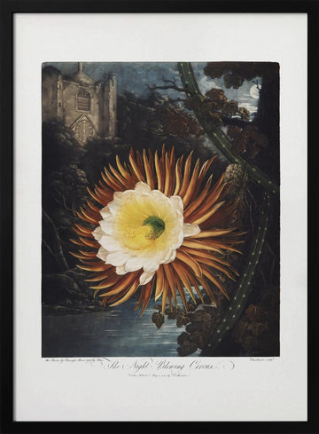 The Night–Blowing Cereus from The Temple of Flora (1807) | Poster - Black Metal Frame Interior