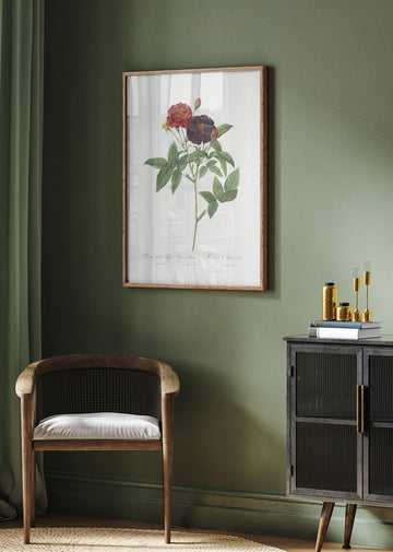 Rose of Van Eeden, Les Roses (1817–1824) | Poster - Room Interior 2