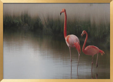 Flamingos In Calm Water | Poster - Gold Frame Interior