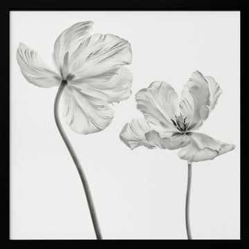 Graceful Monochrome Tulips | Poster - Black Metal Frame Interior