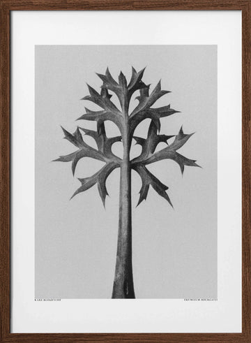 Eryngium Bourgatii | Poster - Walnut Frame Interior