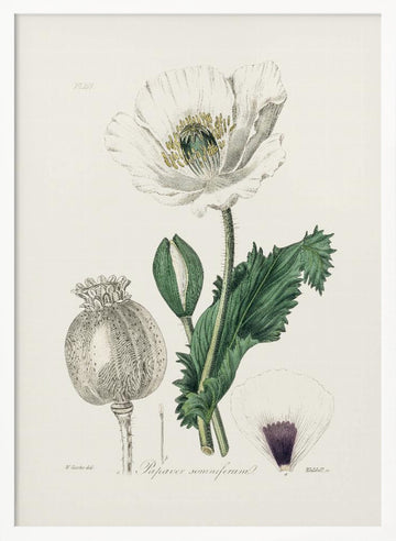 Opium Poppy (papaver Somniferum) Medical Botany | Poster - White Frame Interior