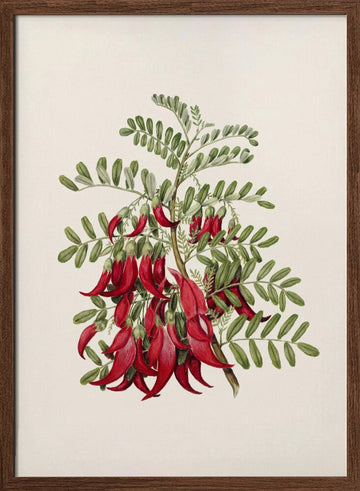 Kowhai   Clianthus Puniceus Drawn By Sarah Featon (1848–1927) | Poster - Walnut Frame Interior
