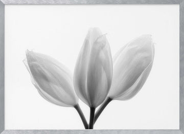 Soft White Tulips | Poster - Silver Frame Interior