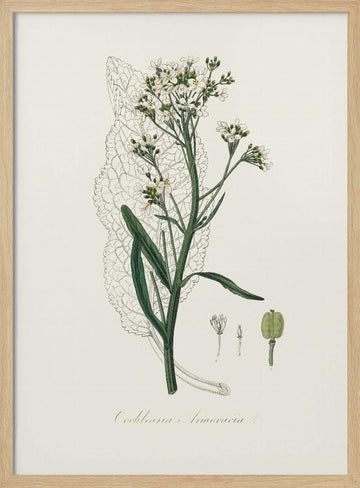 Horseradish (cochlearia Armoracia)  Medical Botany | Poster - Wood Frame Interior