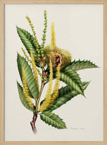 Sweet Chestnut Study | Poster - Wood Frame Interior