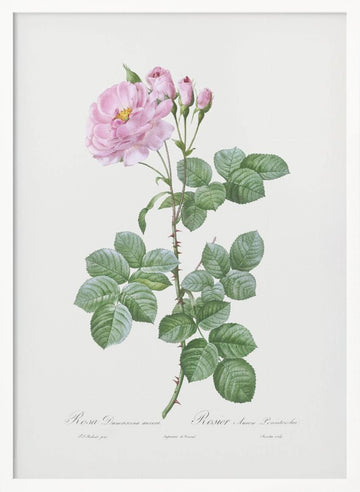 Aurora Poniatowska, Les Roses (1817–1824) | Poster - White Frame Interior