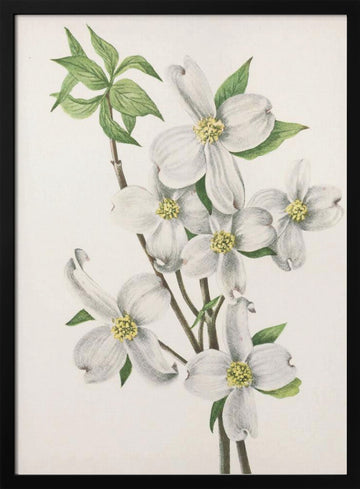 Flowering Dogwood From North American Wildflowers (1925) By Mary Vaux Walcott | Poster - Black Metal Frame Interior