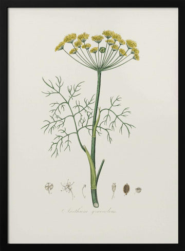 Dill (anethum Graveolens)  Medical Botany | Poster - Black Metal Frame Interior