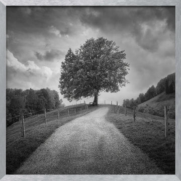 Winding Path Lone Tree | Poster - Silver Frame Interior