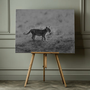 Baby Lion Cub Stroll | Canvas - Room Interior 1