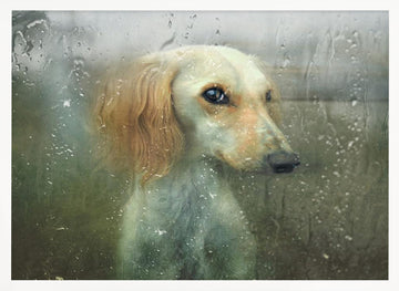 Pensive Dog Rainy Window | Poster - White Frame Interior