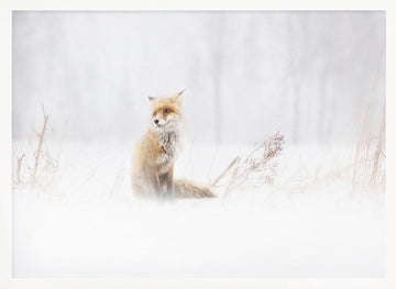Red Fox In Winter Snow | Poster - White Frame Interior
