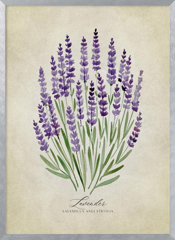 Purple Lavender Botanical | Poster - Silver Frame Interior