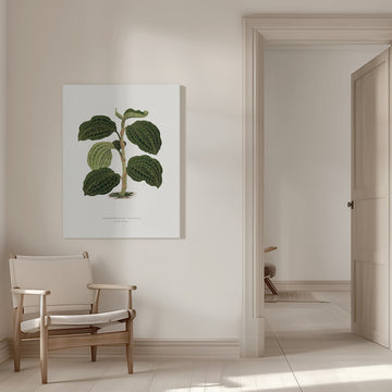 Green Anoechtochilus Setaceus Leaf Illustration | Canvas - Room Interior 1