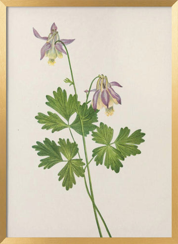 Shortspur Columbine From North American Wildflowers (1925) By Mary Vaux Walcott | Poster - Gold Frame Interior