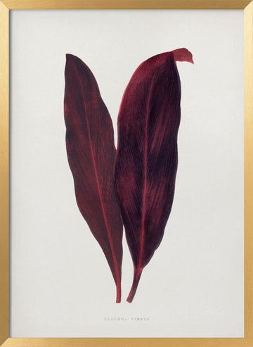 Pink Dracaena Ferrea Leaf Illustration | Poster - Gold Frame Interior
