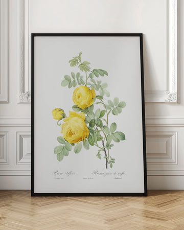 Rosa Hemisphaerica, Les Roses (1817–1824) | Poster - Room Interior 1