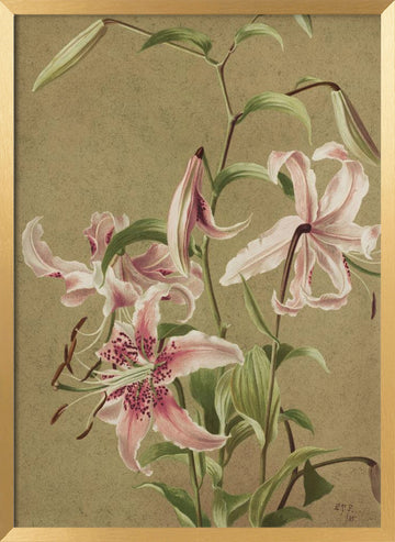 Japan Lily By Ellen Thayer Fisher | Poster - Gold Frame Interior