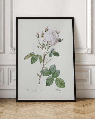 Cabbage Rose White Provence, Les Roses (1817–1824) | Poster - Room Interior 1