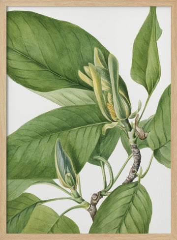 Cucumbertree 1922 | Poster - Wood Frame Interior