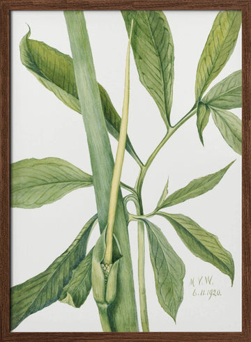 Greendragon (1920) | Poster - Walnut Frame Interior