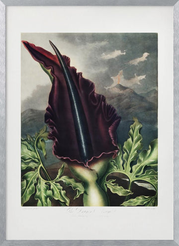 The Dragon Arum from The Temple of Flora (1807) | Poster - Silver Frame Interior