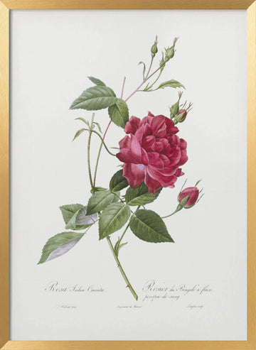Blood Red Bengal Rose, Les Roses (1817–1824) | Poster - Gold Frame Interior