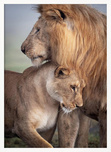 Lions in Love | Poster - White Frame Interior