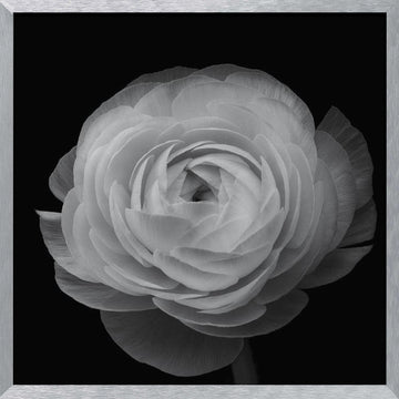 Grayscale Floral Elegance | Poster - Silver Frame Interior