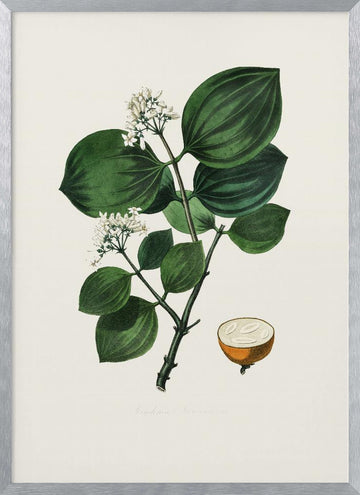 Poison Nu (strychnos Nux Vomica) Medical Botany | Poster - Silver Frame Interior