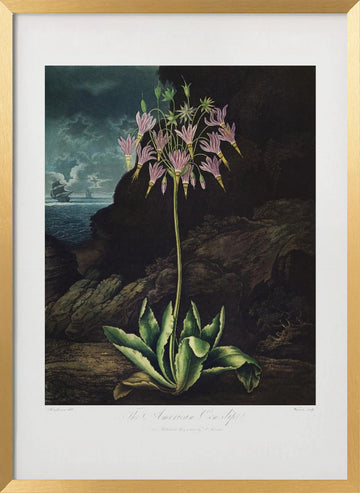 The American Cowslip from The Temple of Flora (1807) | Poster - Gold Frame Interior