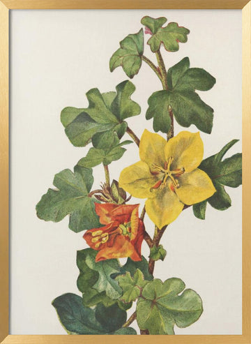 Mexican Fremontia From North American Wildflowers (1925) By Mary Vaux Walcott | Poster - Gold Frame Interior