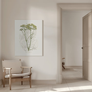 Opobalsam (pastinaca Opopanax)  Medical Botany | Canvas - Room Interior 1