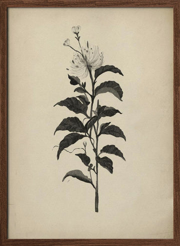 Vintage Botanical Illustration | Poster - Walnut Frame Interior