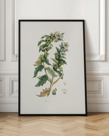 Henbane (hyoscyamus Niger) Medical Botany | Poster - Room Interior 1