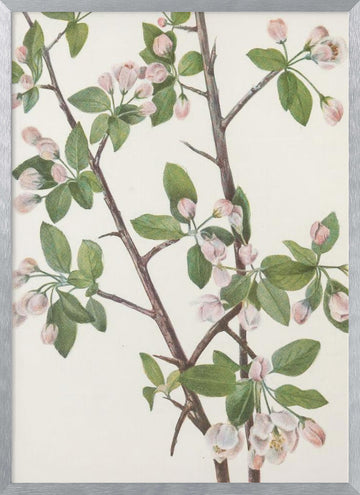 Wild Sweet Crab From North American Wildflowers (1925) By Mary Vaux Walcott. | Poster - Silver Frame Interior