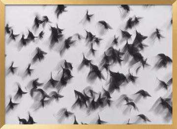 Dynamic Flying Flock | Poster - Gold Frame Interior