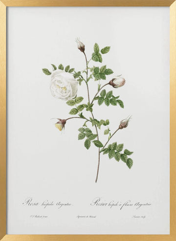 Silver Flowered Hispid Rose, Les Roses (1817–1824) | Poster - Gold Frame Interior