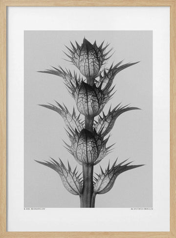 Acanthus mollis | Poster - Wood Frame Interior