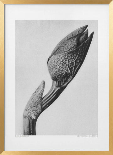Aristolochia clematitis | Poster - Gold Frame Interior