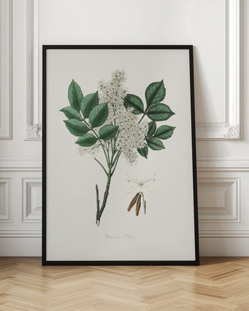 Manna Ash (fraxinus Ornus) Medical Botany | Poster - Room Interior 1